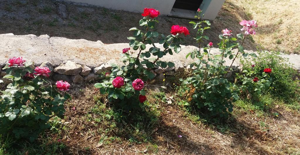 Lu Rotu Villa Sant'Antonio di Gallura Eksteriør bilde